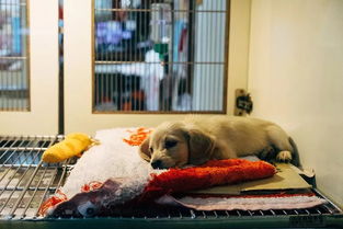 寵物寄養事故頻發背后 中國寵物服務市場為何“花錢難買心安”？